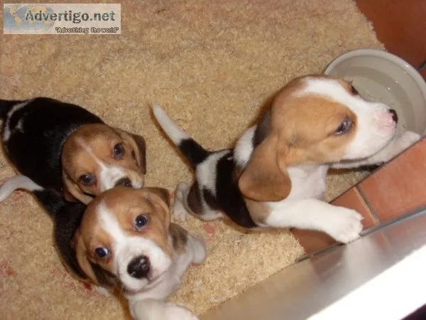 Gorgeous beagle puppies