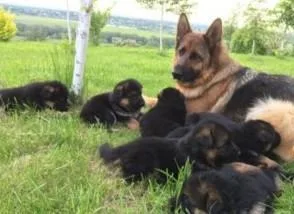 Kc black and tan germans shepherds puppi