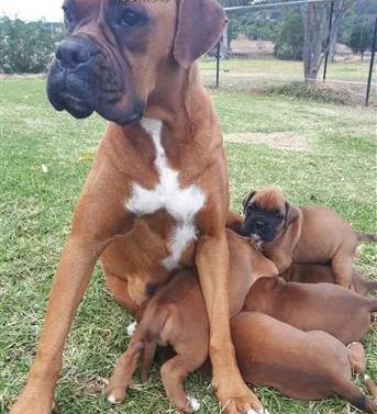 Charming little boxer puppies