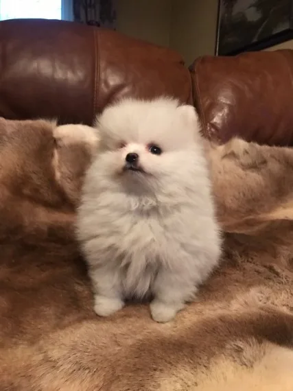 Charming pomeranian puppies