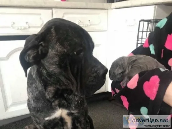 Micro chipped cane corso ready now