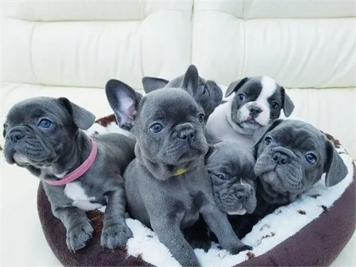 Blue eyes french bulldog puppies