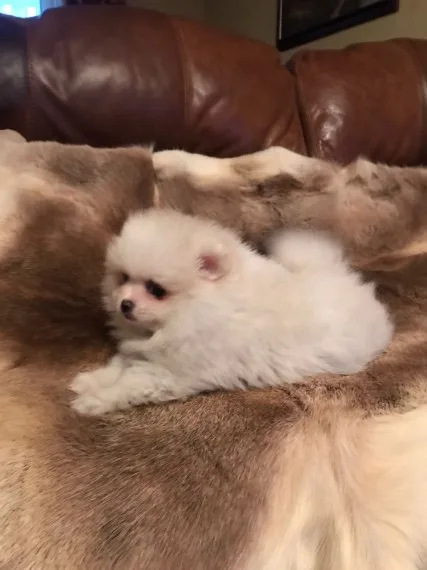 Pomeranian puppies