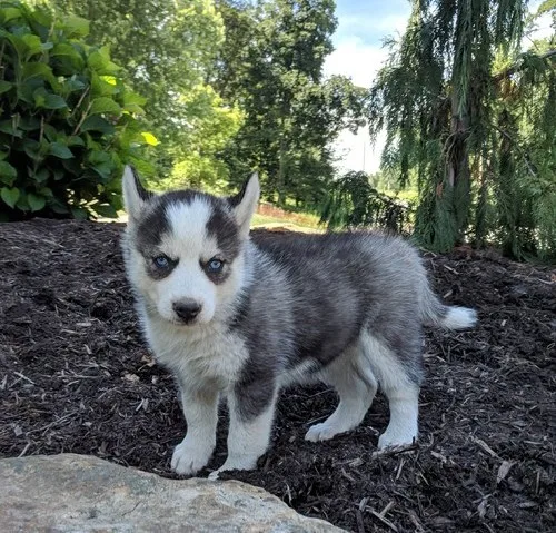 Siberian husky puppies smart pups