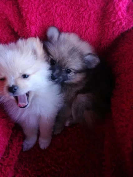 Loving pomeranian puppies 