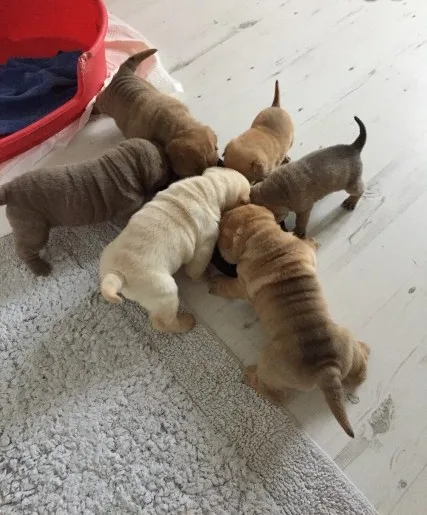 Chunky champion shar pei puppies