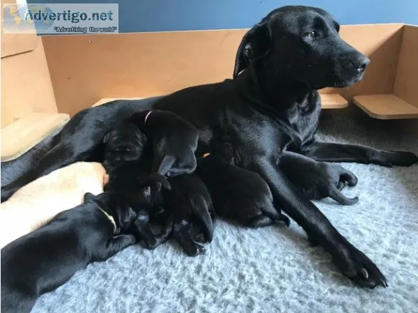 Beautiful labrador puppies for sale