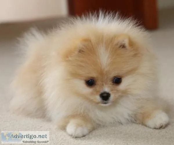 Toy pomeranian puppies ready 