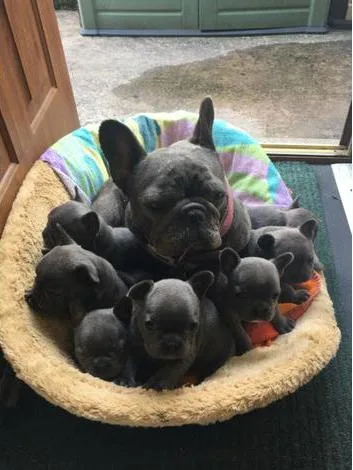 Blue french bulldog puppies champion lin