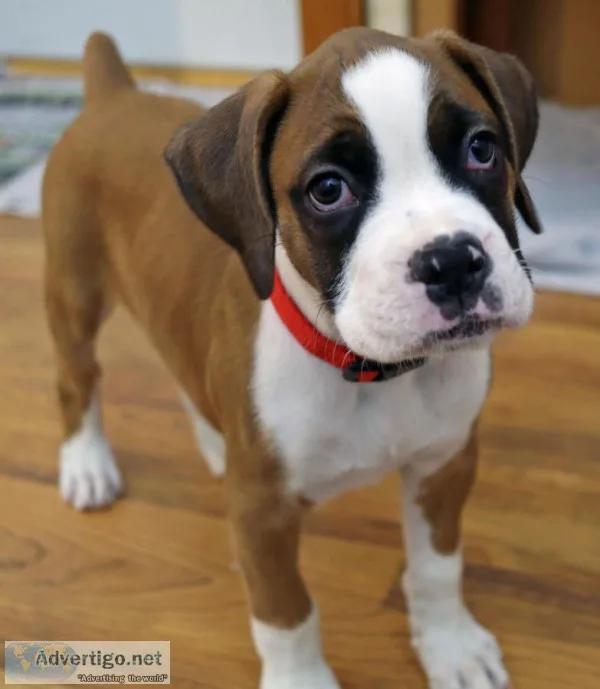 Adorable kc purebred boxer puppy