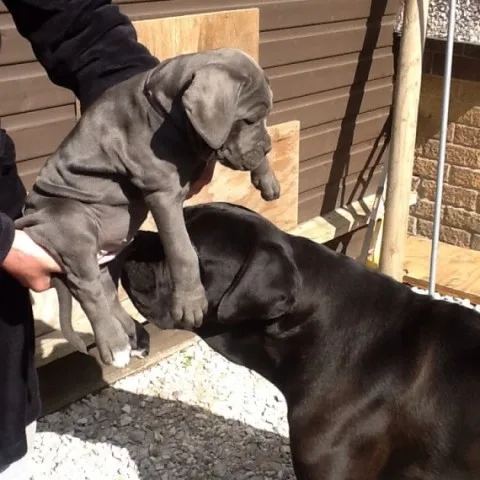 Neopolitan mastiffs puppies