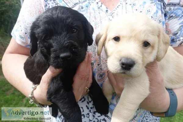 Beautiful labradoodle puppies