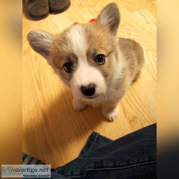 Welsh corgi pembroke