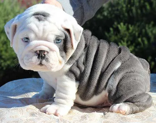 Pet for sale
