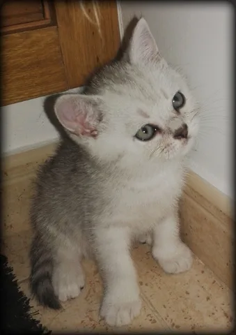 British short hair cats