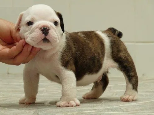 Pet for sale