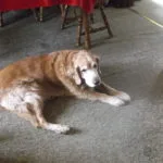 Pet care