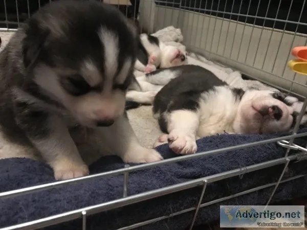 Sweet husky for adoption
