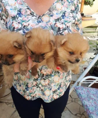 Pomeranian puppies