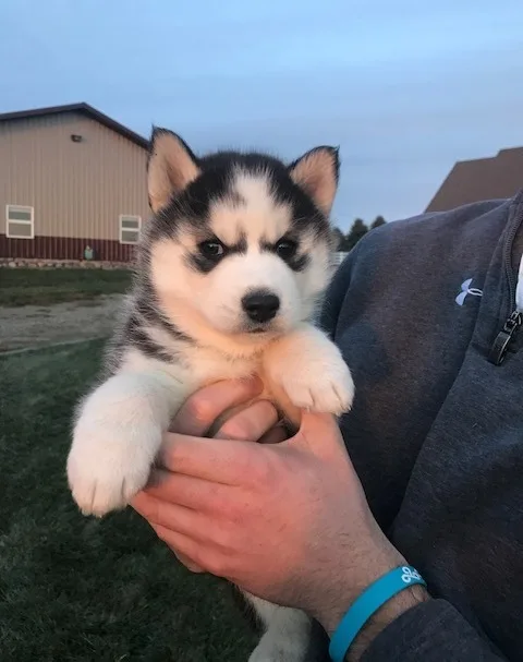 M/f siberian husky