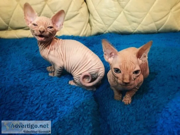 Sphynx kittens