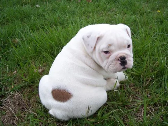 Pet for sale