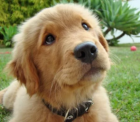 Adorable golden retriever available