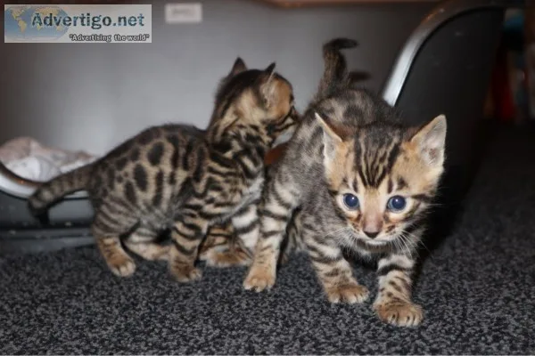 Cats for sale