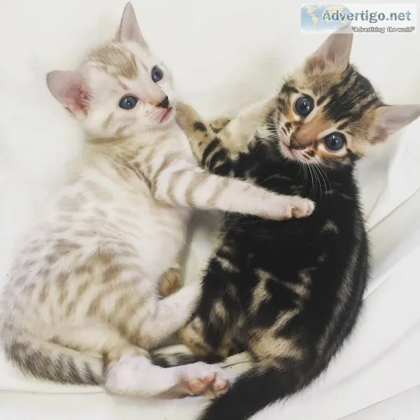 Cats for sale