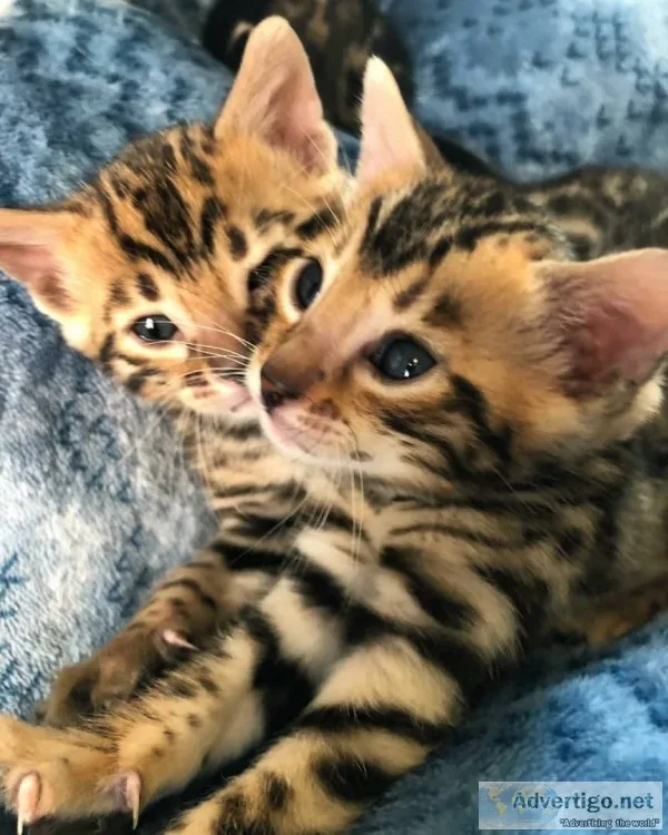 Cats for sale