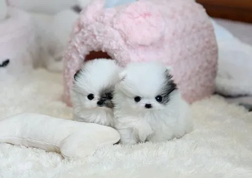 Beautiful pomeranian puppies puppies 