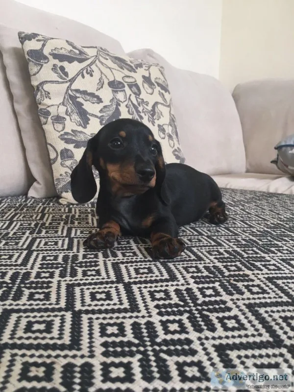 Miniature dachshund puppies
