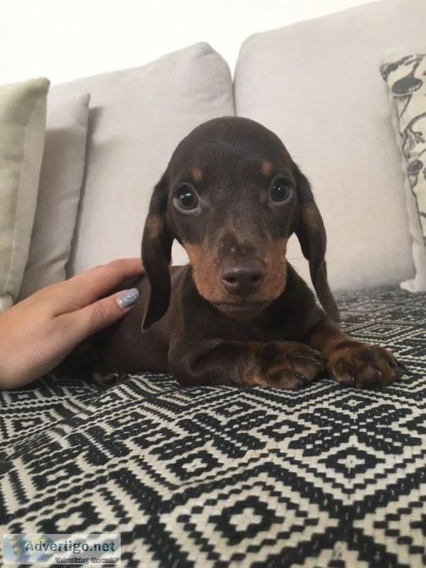 Miniature dachshund puppies