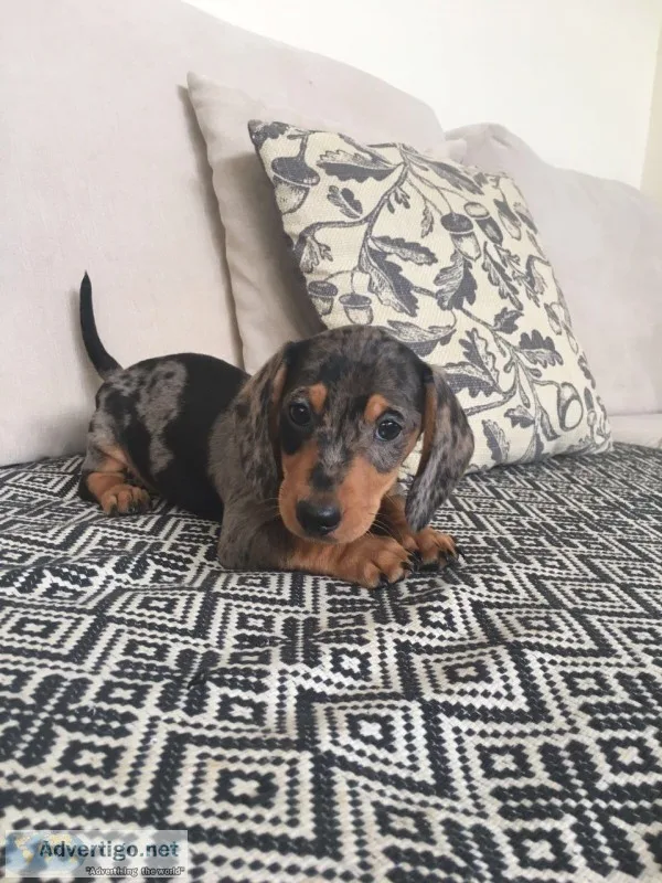 Miniature dachshund puppies