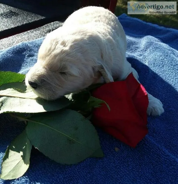 Goldendoodles available