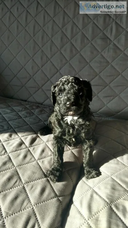  affordable goldendoodles