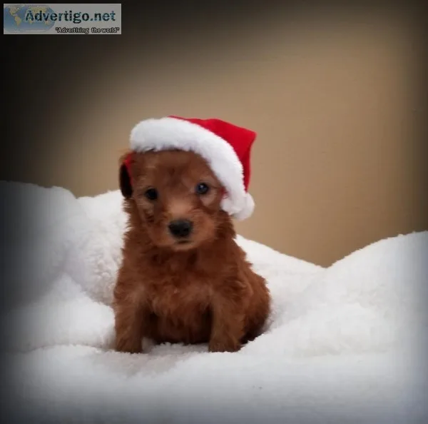 ❤🌲f1 dark red micro female