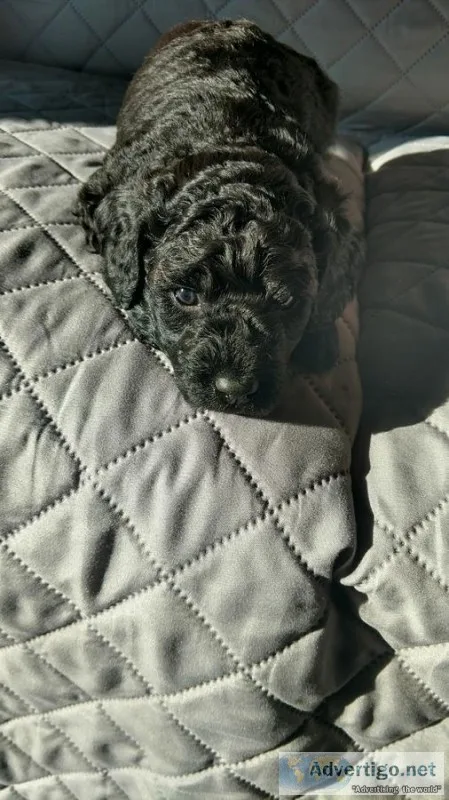  affordable goldendoodles