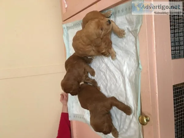 Goldendoodles just in time for christmas