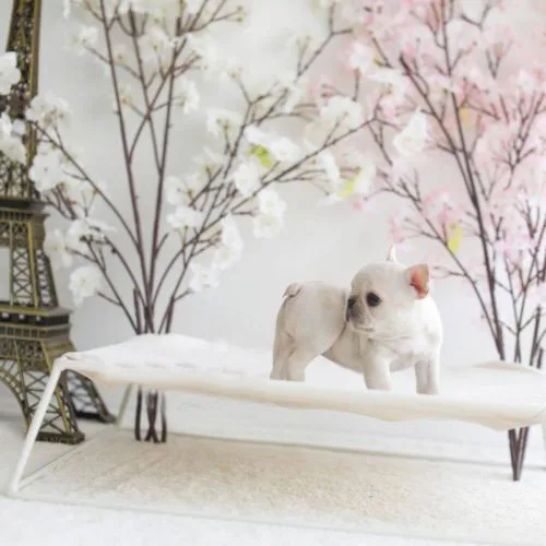 French bulldog