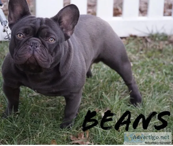 Akc chocolate french bulldog for stud