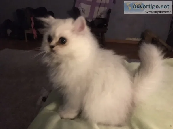 Chinchilla silver persian male