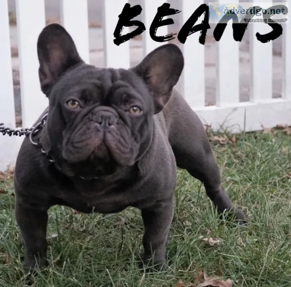 Akc chocolate french bulldog for stud