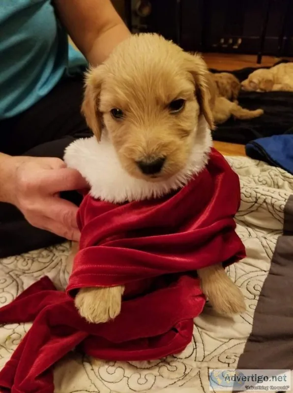 Buy goldendoodle puppy 