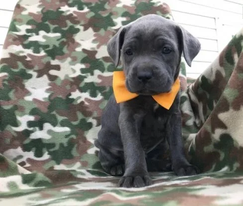 Dogs and puppies