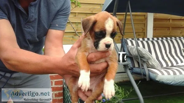 Dogs and puppies
