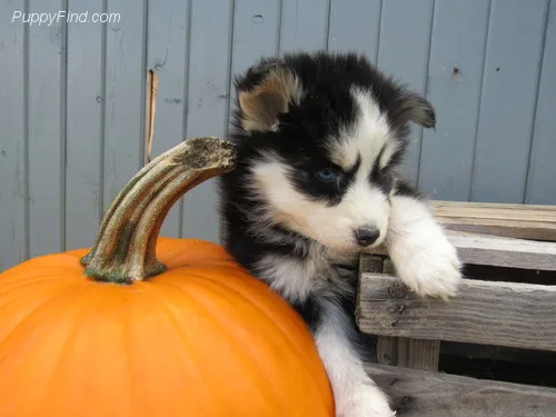 Dogs and puppies
