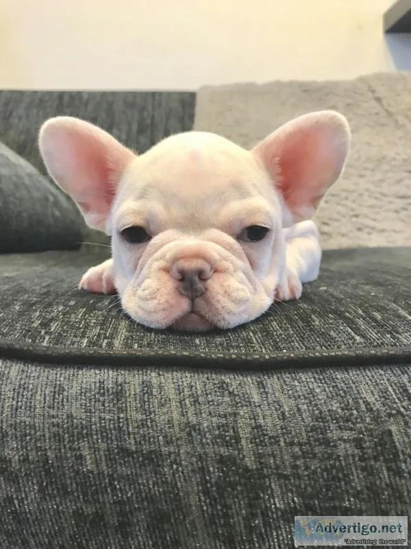 Dogs and puppies