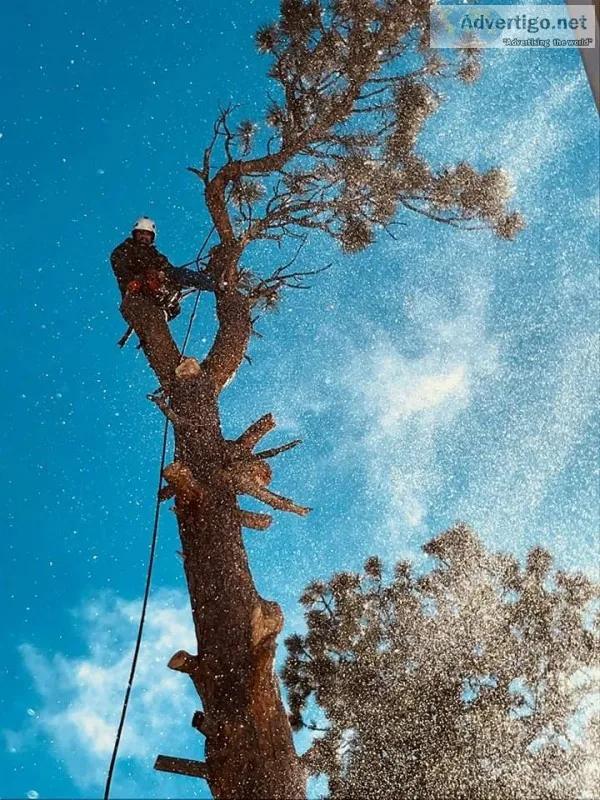 Tree service