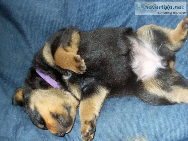 Dogs and puppies